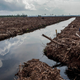 A forest activist inspects a large swath of destroyed rainforest and drainage of peat natural forest.
